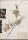 Foto von Salix eleagnos subsp. angustifolia (Cariot) Rech. f.